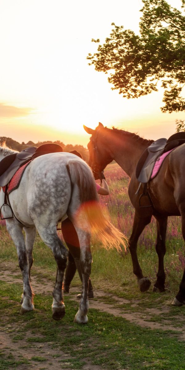 Two woman and two horses outdoor in summer happy sunset together nature. Taking care of animals, love and friendship concept.